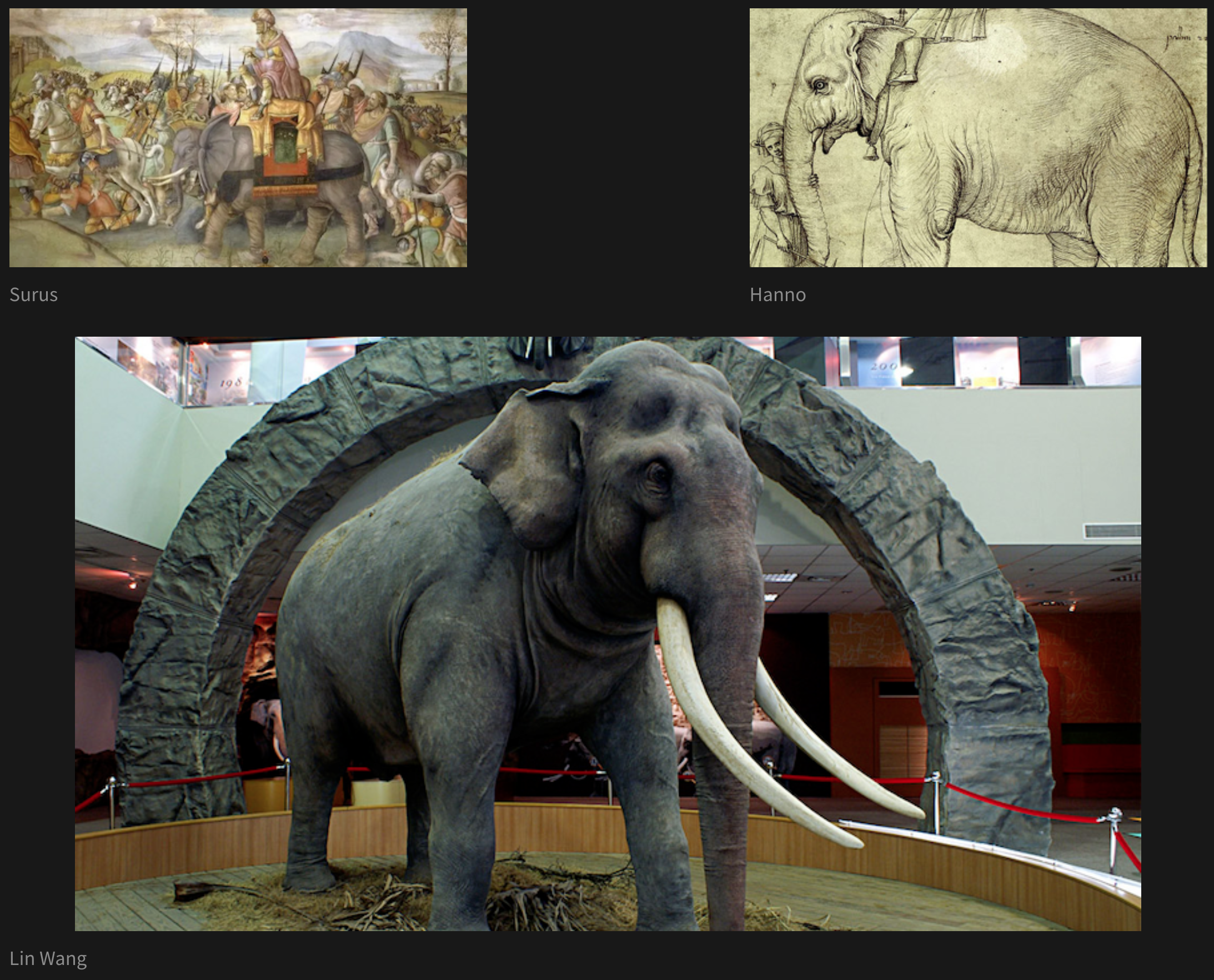 Three elephant pictures arranged such that two pictures are side-by-side in the first row, and the third picture is underneath both of these. The picture on the left in the first row is captioned 'Surus' and the picture on the right is captioned 'Hanno'. The two pictures are separated by some whitespace. The picture underneath these two is captioned 'Lin Wang' and is wider and taller than the other two put together.